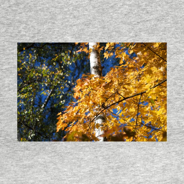 Autumn Forest by cinema4design